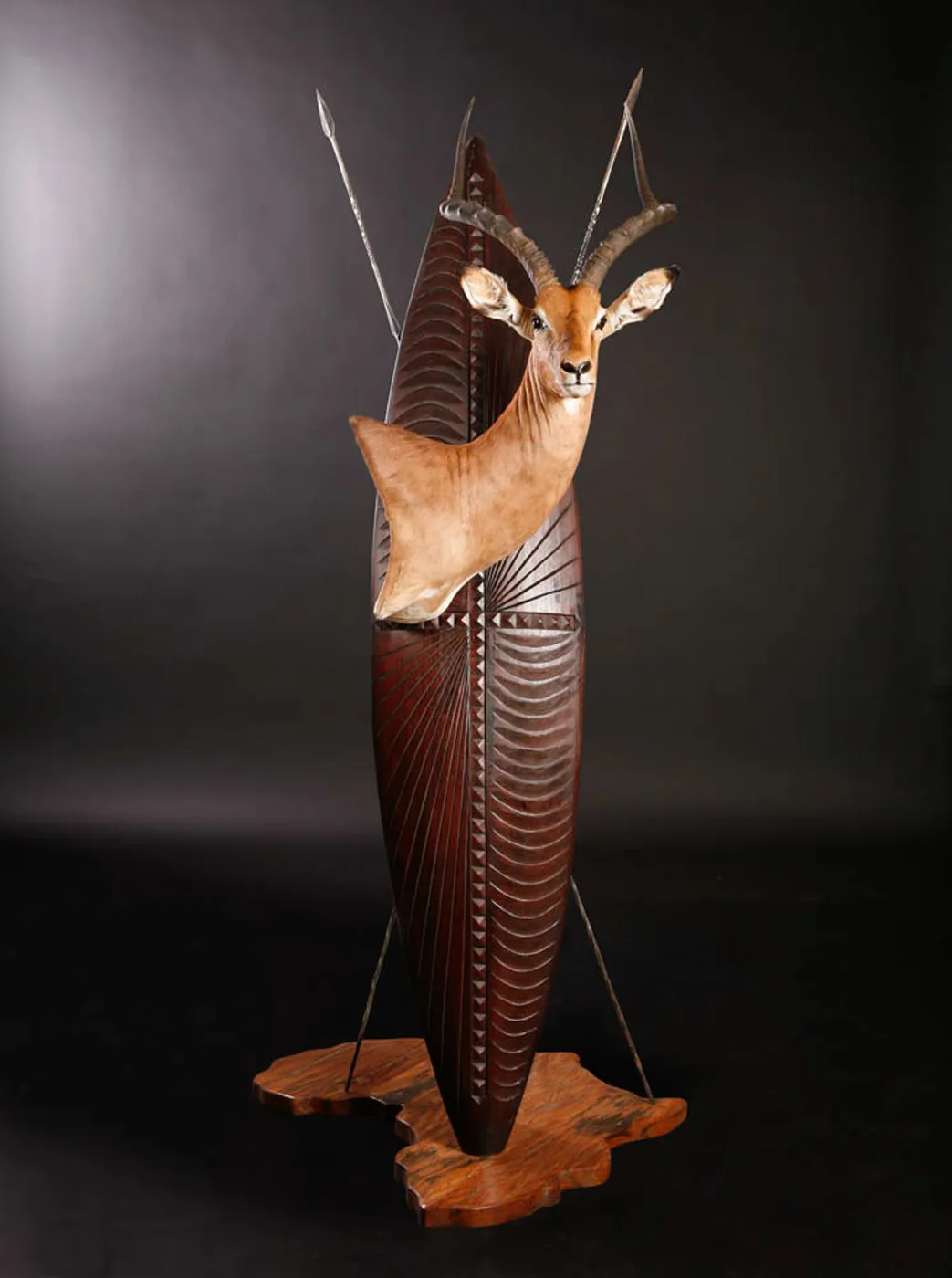 Impala on Spear shield — Highveld Taxidermists